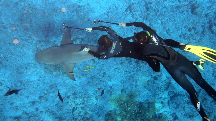 freediving fins vs scuba fins