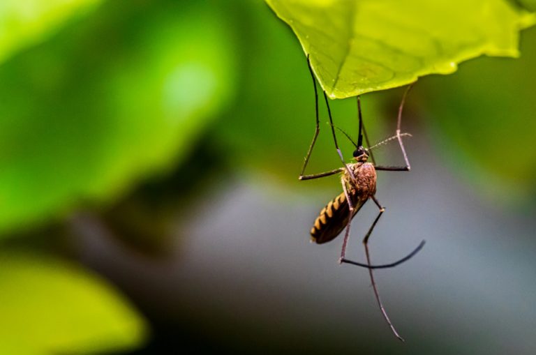 what colors attract mosquitoes