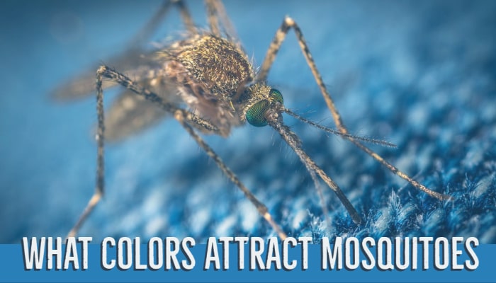 what-colors-attract-mosquitoes-get-your-answer-here