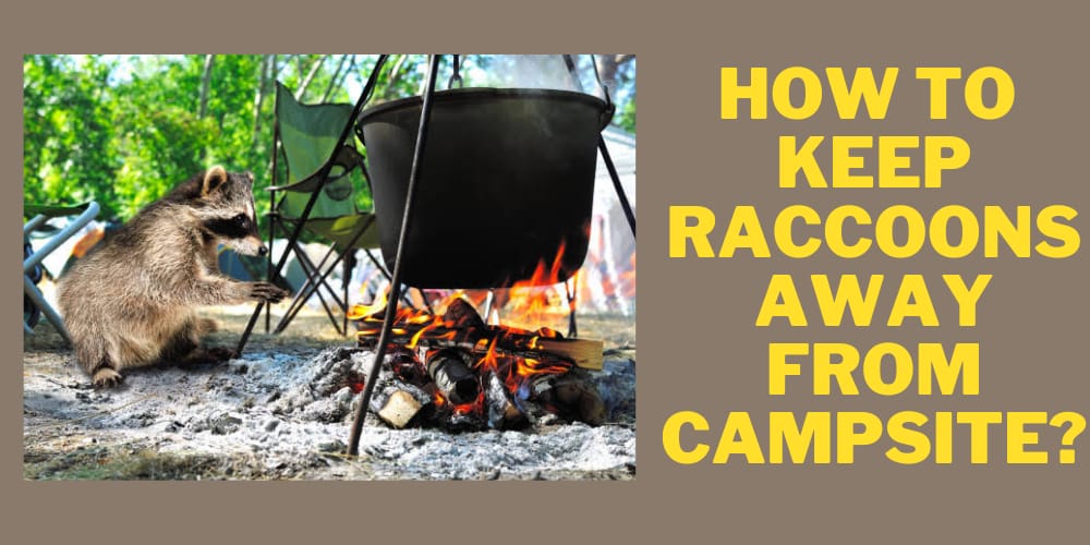 How to Keep Raccoons Away from Campsite? (10+ Easy Tricks Revealed)