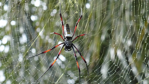 Spiders in campsites