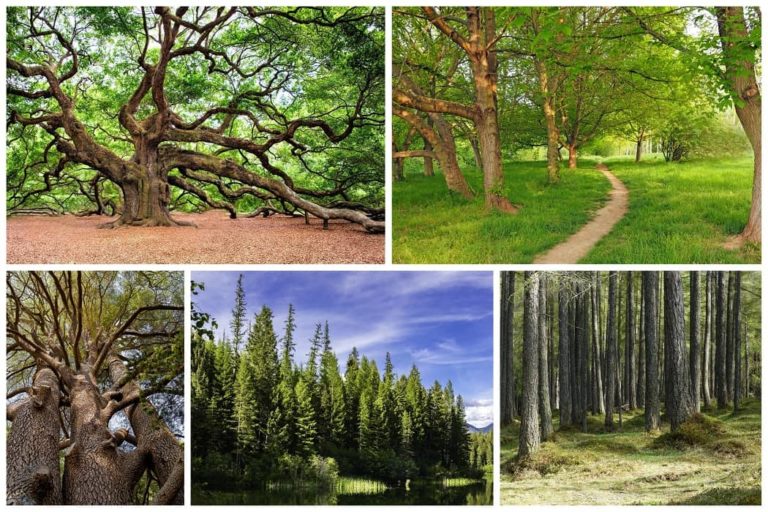 How Much Firewood Do I Need for Camping? Easy Guide for 2022