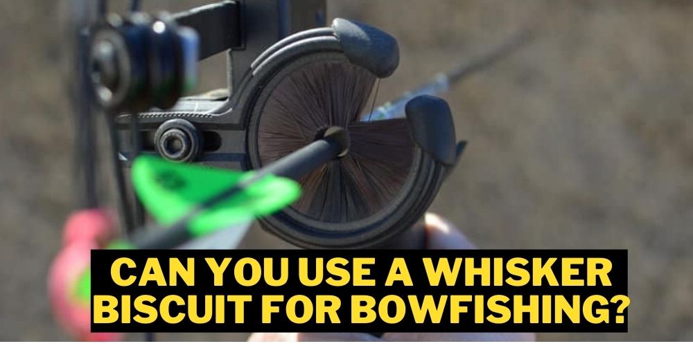 Can You Use a Whisker Biscuit for Bowfishing