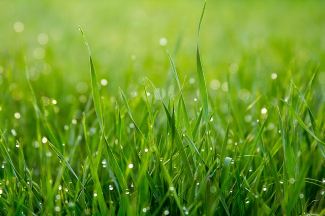 tent on grass