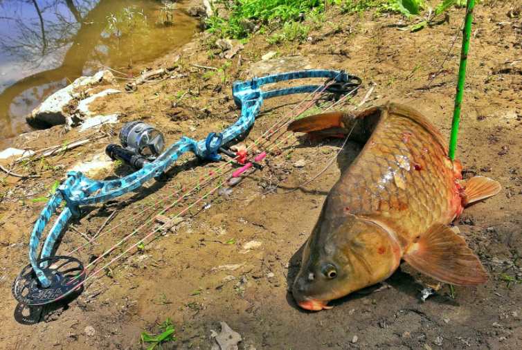 legality around bowfishing